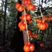 Agrostistachys borneensis Becc.